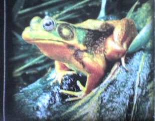 ۷